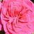 Różowy  - Róże rabatowe grandiflora - floribunda - Sidney Peabody